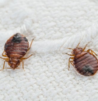 Cara Membasmi Kutu Busuk